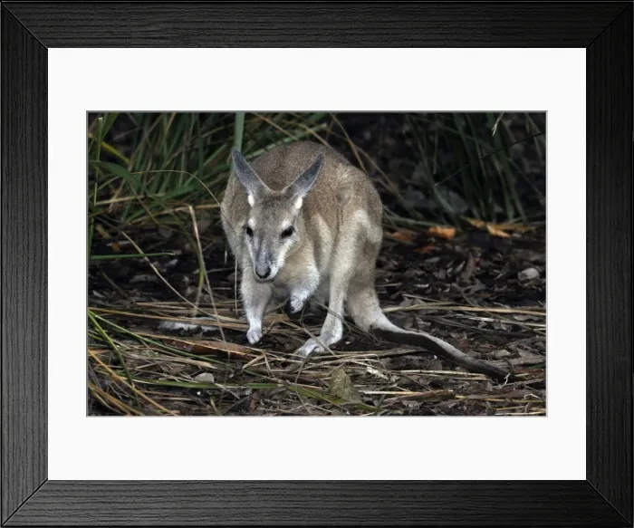 Framed Print : Picture No. 10894896 Framed Print : Picture No. 10894896