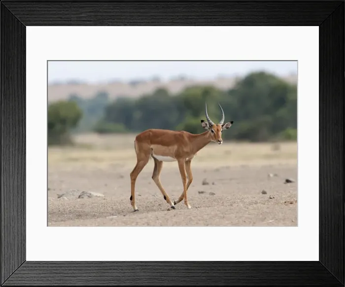 Framed Print : Picture No. 10895641 Framed Print : Picture No. 10895641