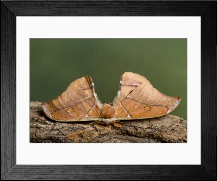 Framed Print : Picture No. 10895990 Framed Print : Picture No. 10895990