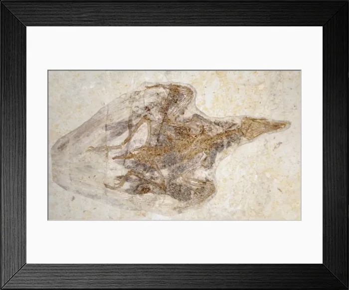 Framed Print : Picture No. 10894912 Framed Print : Picture No. 10894912