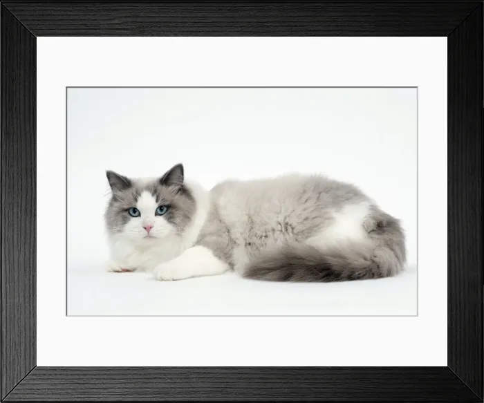Framed Print : Picture No. 10895344 Framed Print : Picture No. 10895344