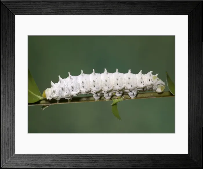 Framed Print : Picture No. 10896086 Framed Print : Picture No. 10896086