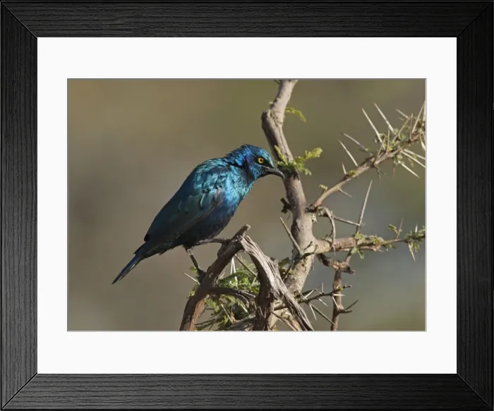 Framed Print : Picture No. 10895639 Framed Print : Picture No. 10895639