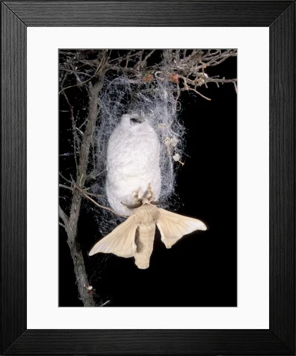 Framed Print : Picture No. 10896010 Framed Print : Picture No. 10896010