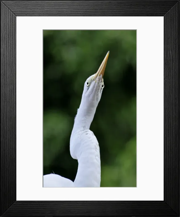 Framed Print : Picture No. 10894909 Framed Print : Picture No. 10894909