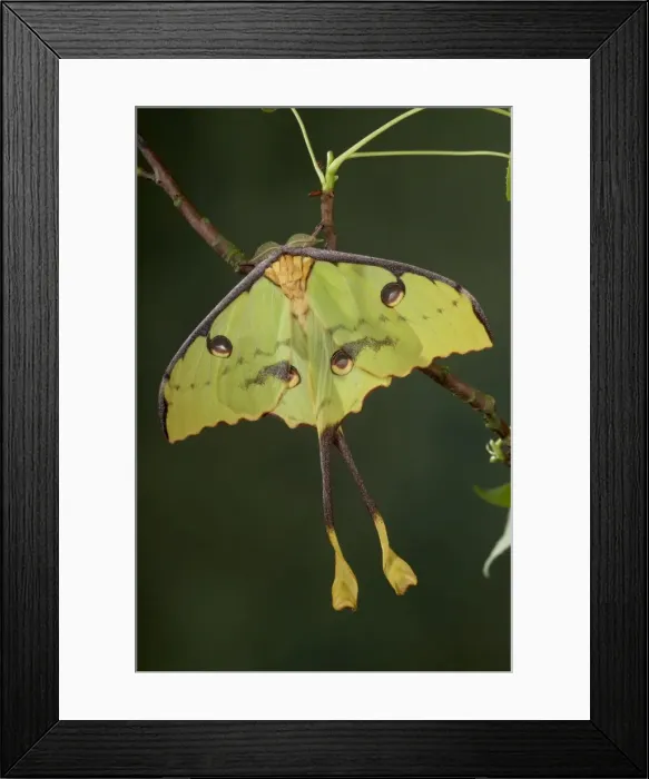 Framed Print : Picture No. 10896075 Framed Print : Picture No. 10896075