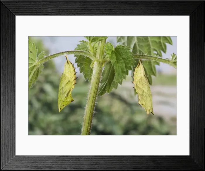 Framed Print : Picture No. 10896048 Framed Print : Picture No. 10896048