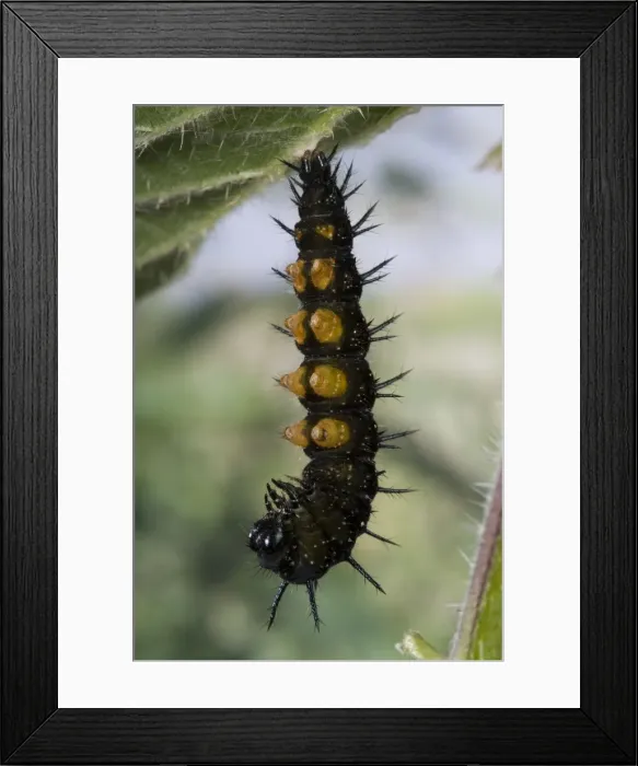 Framed Print : Picture No. 10896062 Framed Print : Picture No. 10896062
