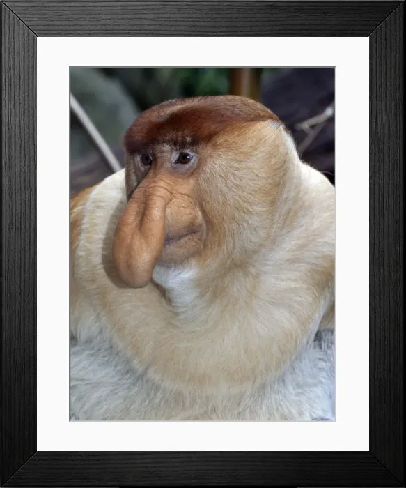Framed Print : Picture No. 10894879 Framed Print : Picture No. 10894879