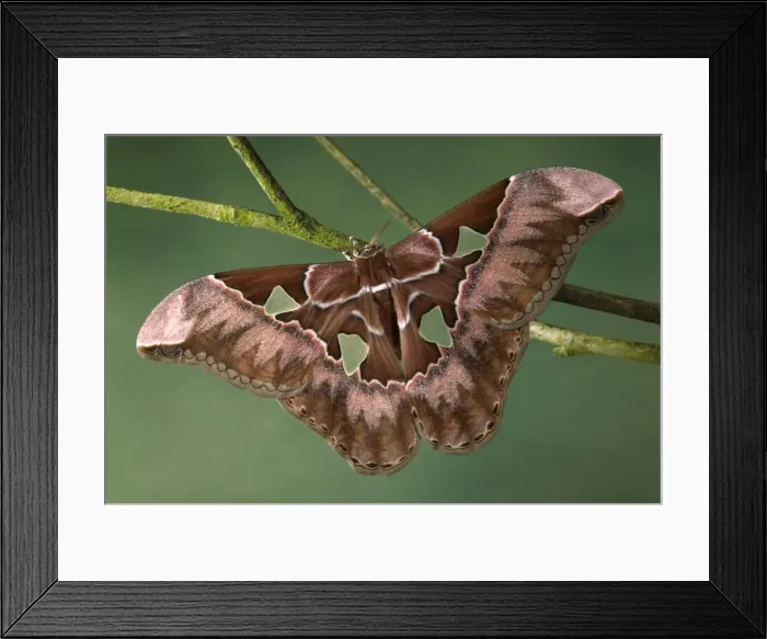 Framed Print : Picture No. 10896080 Framed Print : Picture No. 10896080