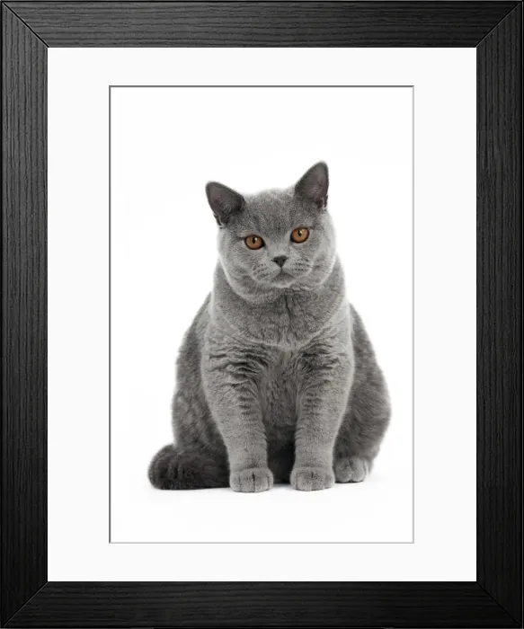 Framed Print : Picture No. 10895349 Framed Print : Picture No. 10895349