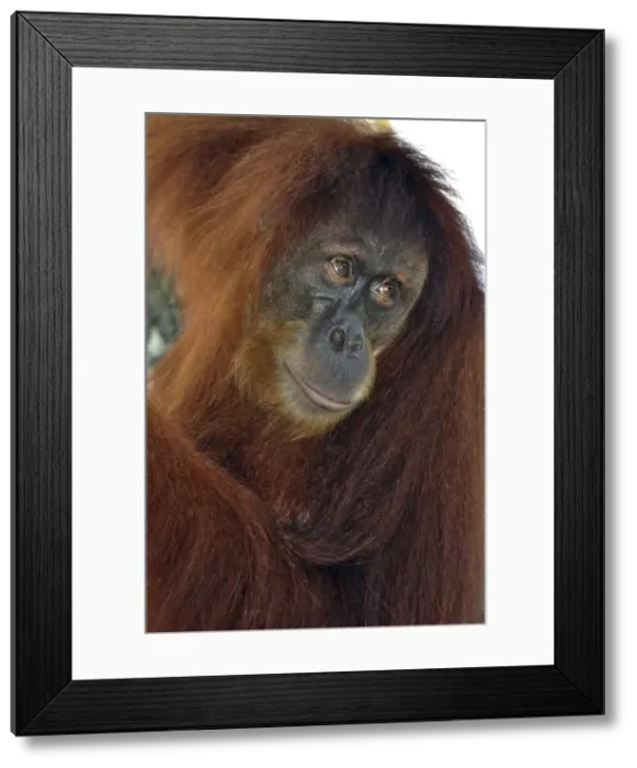 Framed Print : Picture No. 10894887 Framed Print : Picture No. 10894887