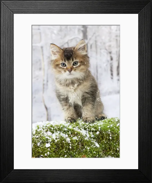 Framed Print : Picture No. 10895331 Framed Print : Picture No. 10895331