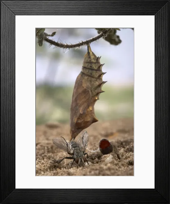 Framed Print : Picture No. 10896066 Framed Print : Picture No. 10896066
