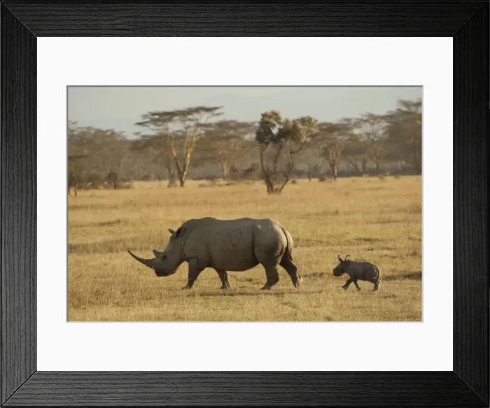 Framed Print : Picture No. 10895676 Framed Print : Picture No. 10895676