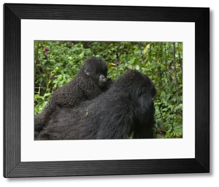 Framed Print : Picture No. 10895882 Framed Print : Picture No. 10895882