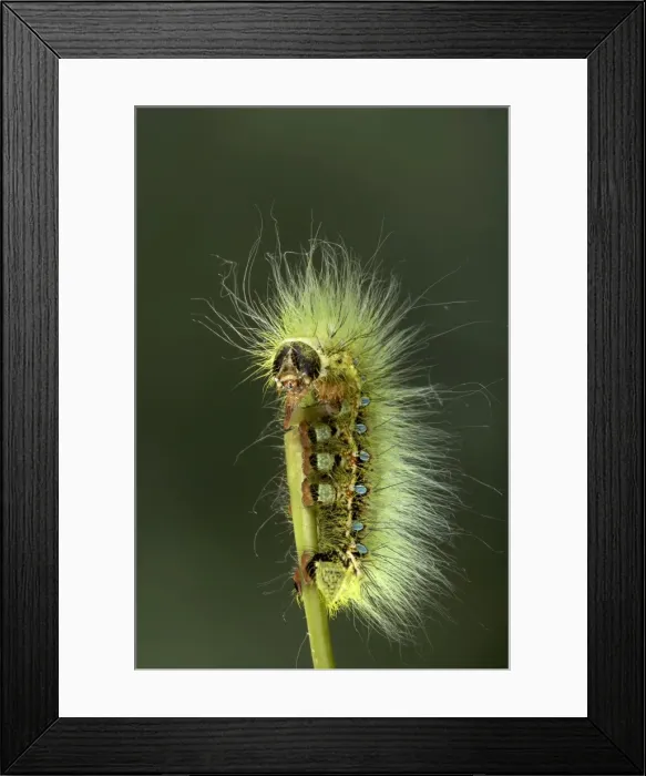 Framed Print : Picture No. 10896060 Framed Print : Picture No. 10896060
