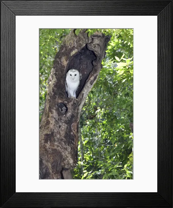 Framed Print : Picture No. 10894915 Framed Print : Picture No. 10894915