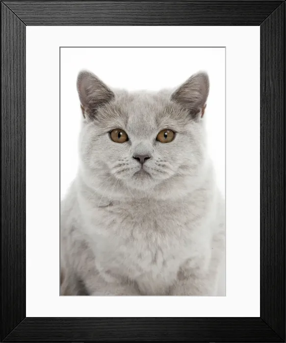Framed Print : Picture No. 10895351 Framed Print : Picture No. 10895351