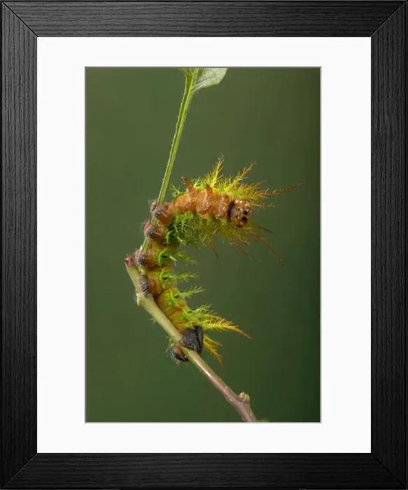 Framed Print : Picture No. 10896071 Framed Print : Picture No. 10896071