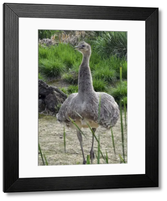 Framed Print : Picture No. 10894906 Framed Print : Picture No. 10894906