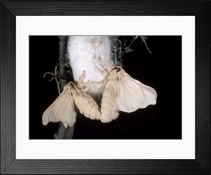 Framed Print : Picture No. 10896017 Framed Print : Picture No. 10896017