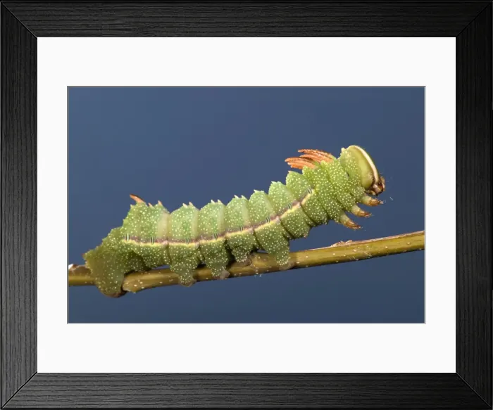 Framed Print : Picture No. 10896084 Framed Print : Picture No. 10896084