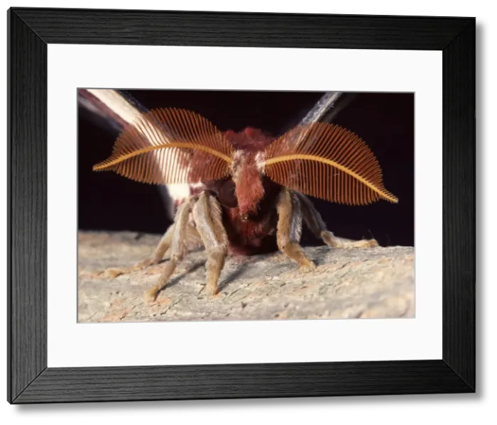 Framed Print : Picture No. 10896003 Framed Print : Picture No. 10896003