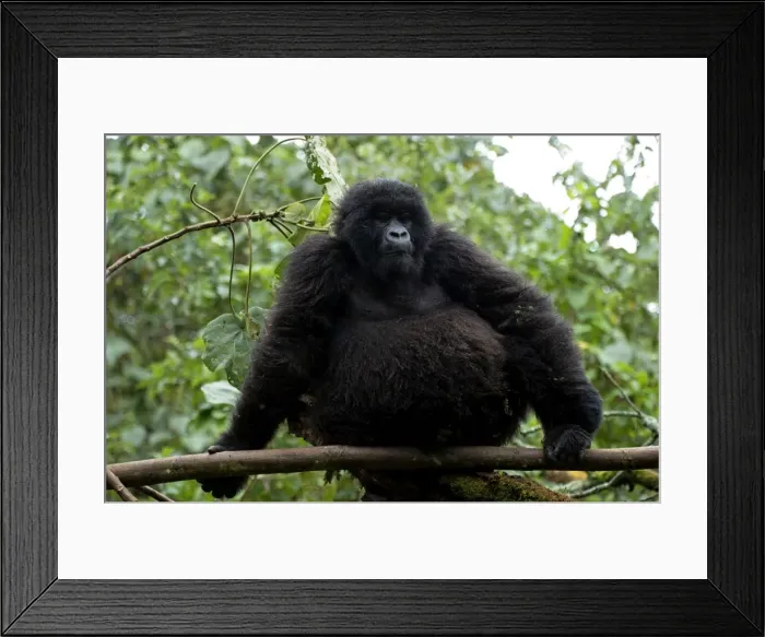 Framed Print : Picture No. 10895884 Framed Print : Picture No. 10895884