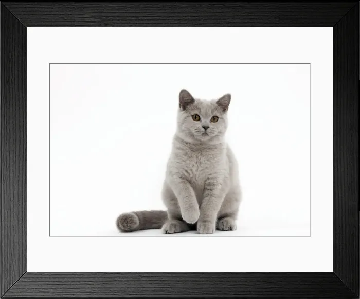 Framed Print : Picture No. 10895353 Framed Print : Picture No. 10895353