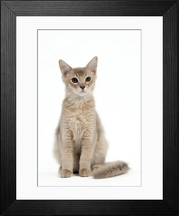 Framed Print : Picture No. 10895356
