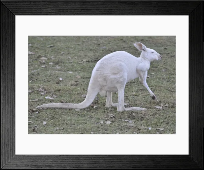 Framed Print : Picture No. 10894898 Framed Print : Picture No. 10894898