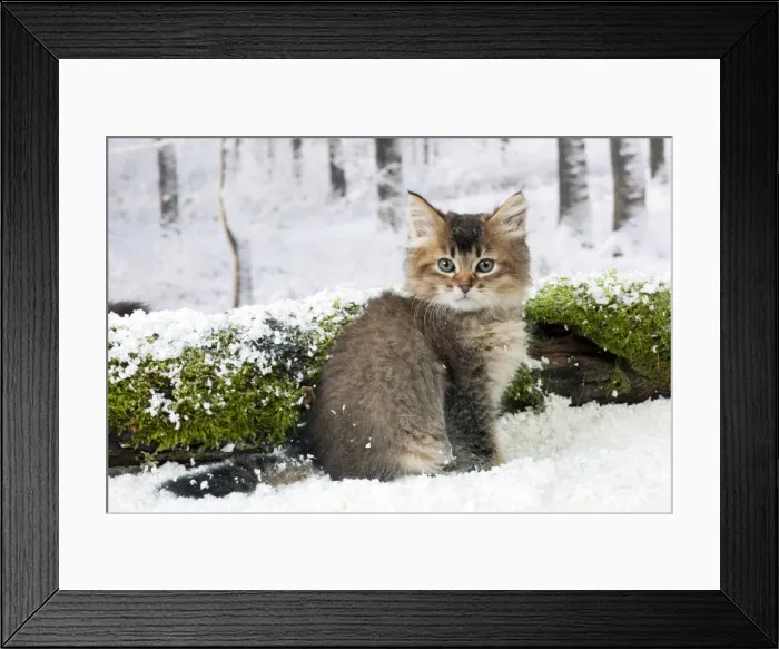 Framed Print : Picture No. 10895328 Framed Print : Picture No. 10895328