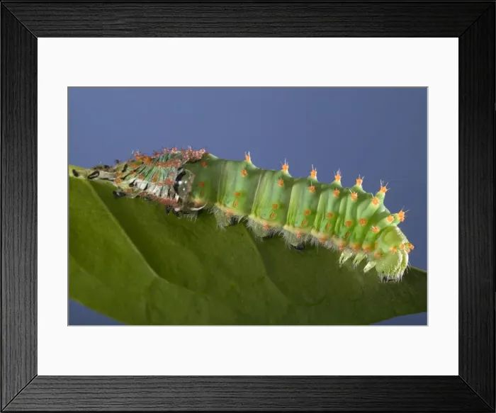 Framed Print : Picture No. 10896025 Framed Print : Picture No. 10896025