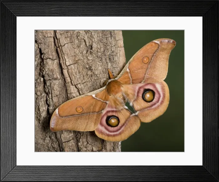 Framed Print : Picture No. 10895986 Framed Print : Picture No. 10895986