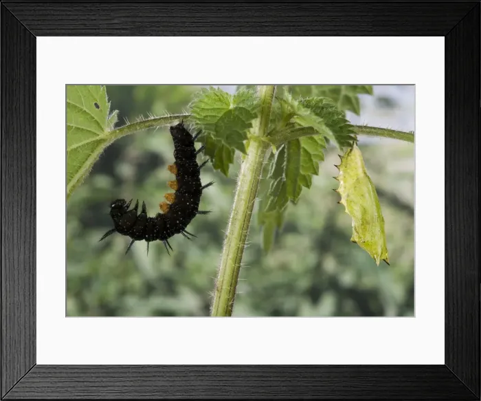 Framed Print : Picture No. 10896049 Framed Print : Picture No. 10896049