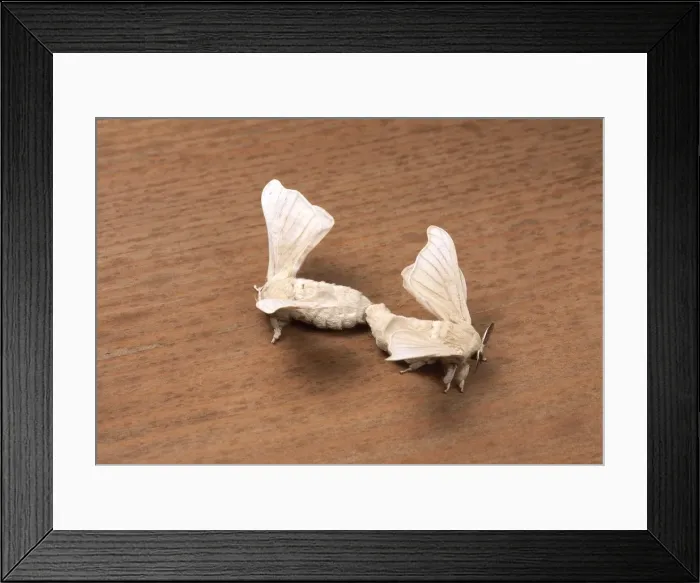 Framed Print : Picture No. 10895996 Framed Print : Picture No. 10895996