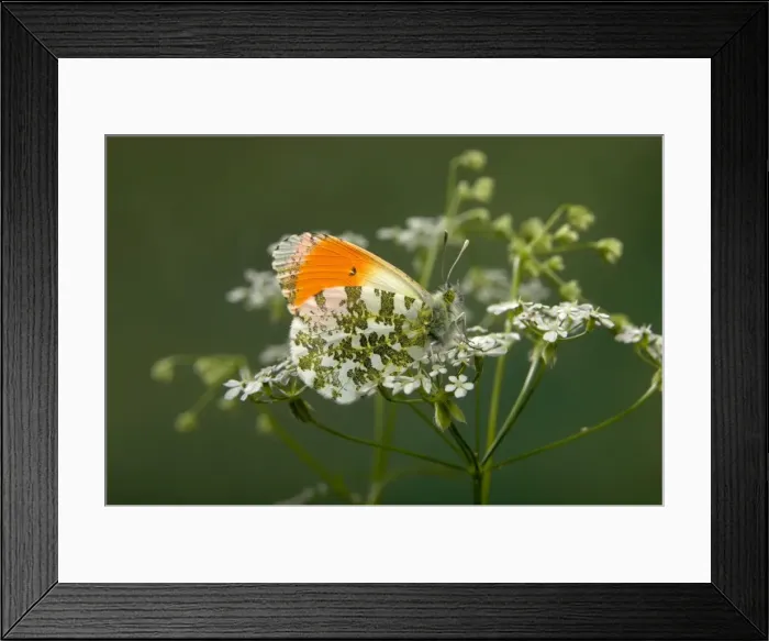 Framed Print : Picture No. 10896028 Framed Print : Picture No. 10896028