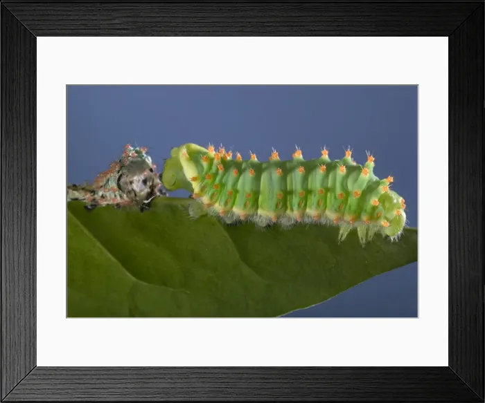 Framed Print : Picture No. 10896031