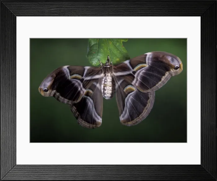 Framed Print : Picture No. 10896001 Framed Print : Picture No. 10896001