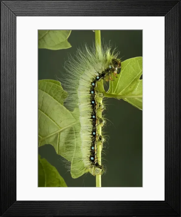 Framed Print : Picture No. 10896044 Framed Print : Picture No. 10896044