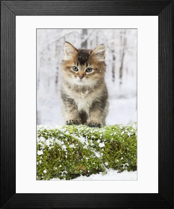 Framed Print : Picture No. 10895330 Framed Print : Picture No. 10895330