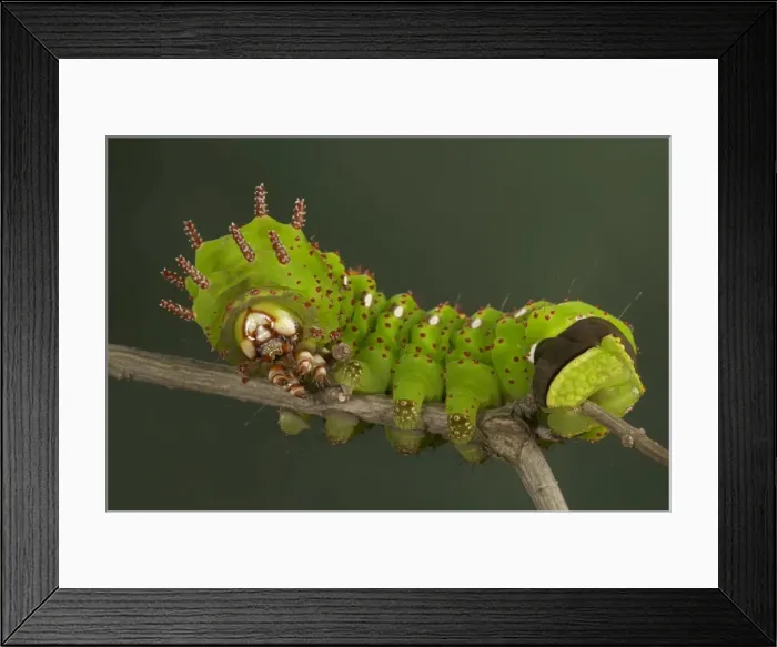 Framed Print : Picture No. 10896077 Framed Print : Picture No. 10896077
