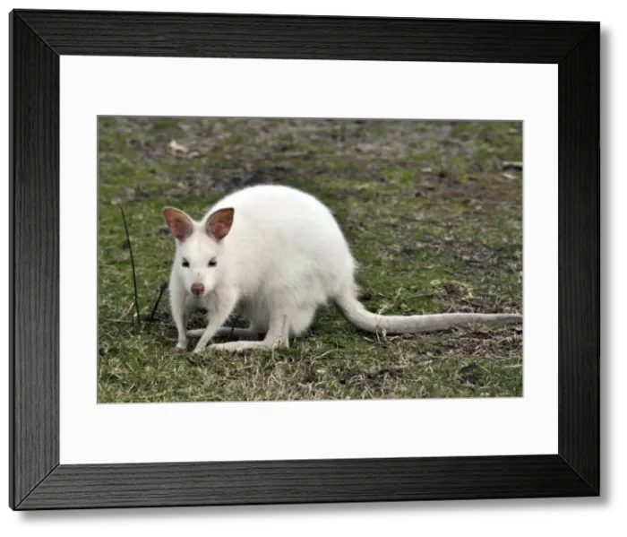 Framed Print : Picture No. 10894899 Framed Print : Picture No. 10894899