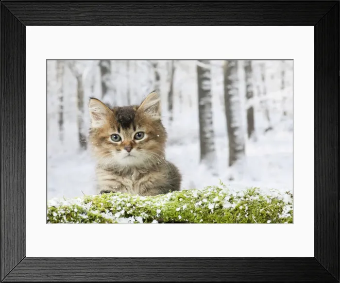 Framed Print : Picture No. 10895332