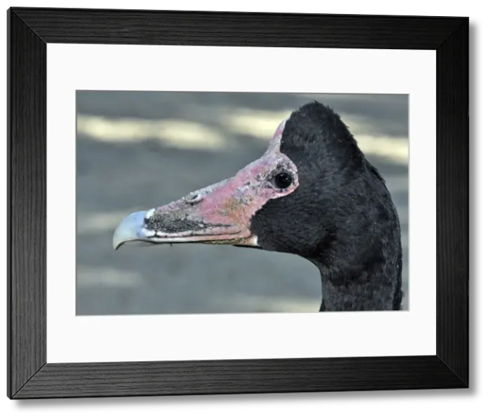 Framed Print : Picture No. 10894920 Framed Print : Picture No. 10894920