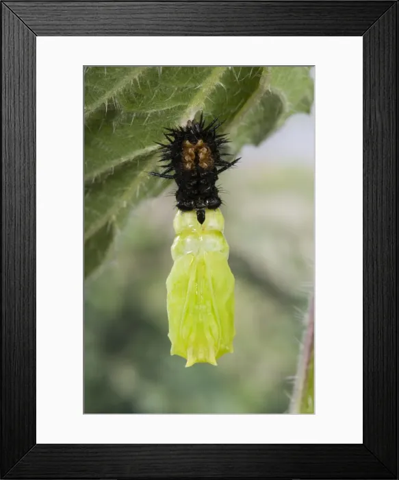 Framed Print : Picture No. 10896056 Framed Print : Picture No. 10896056