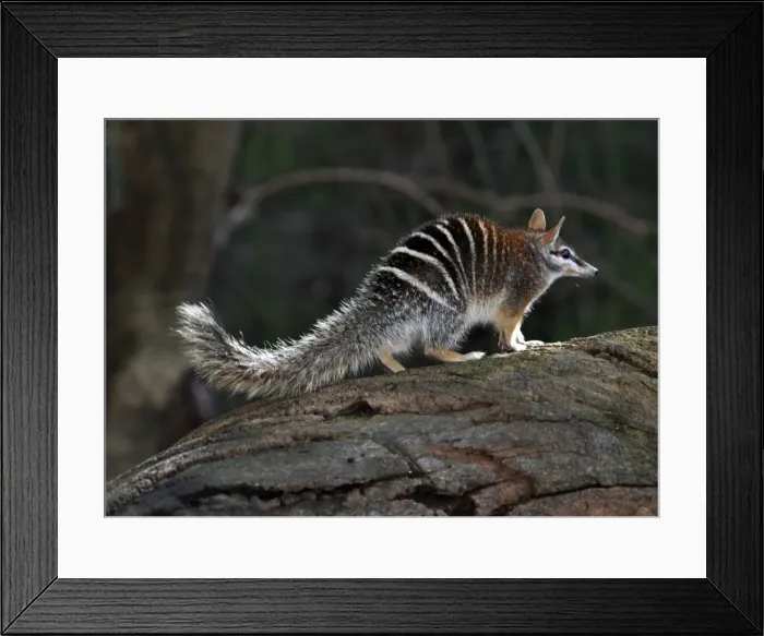 Framed Print : Picture No. 10894885 Framed Print : Picture No. 10894885