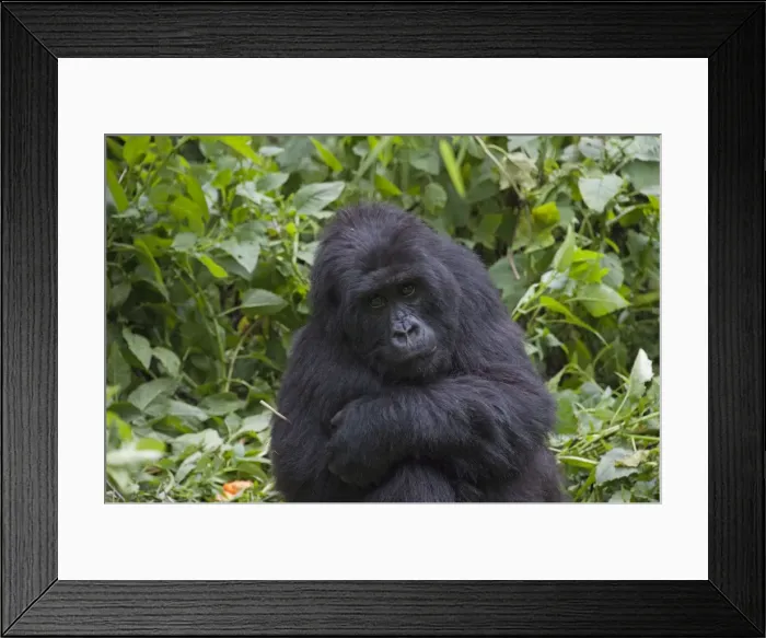 Framed Print : Picture No. 10895858 Framed Print : Picture No. 10895858