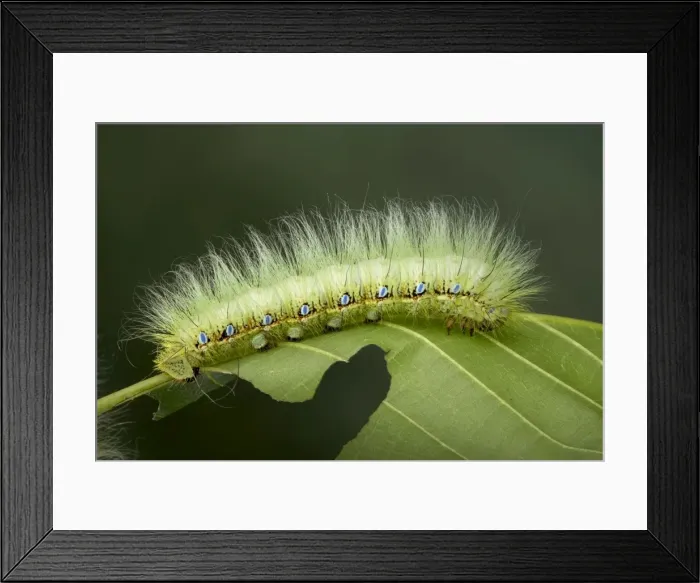 Framed Print : Picture No. 10896045 Framed Print : Picture No. 10896045